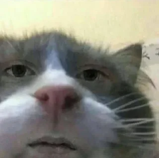 🐈‍⬛