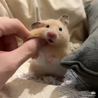 🐹