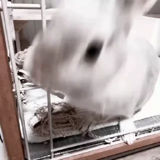 🐇
