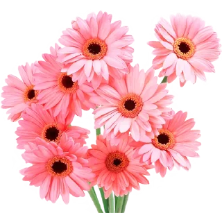 🌸