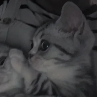 💗