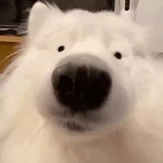 🐾