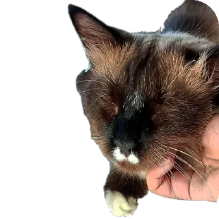 🤚