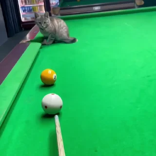 🐈‍⬛️