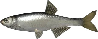 🐟