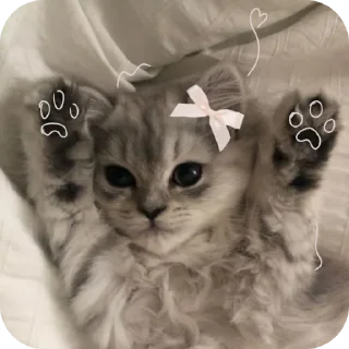🐱