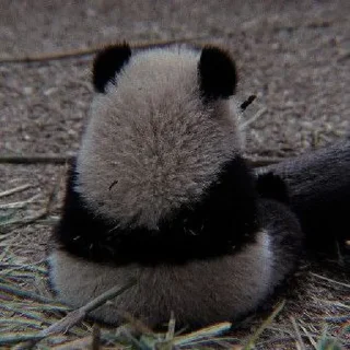 🐼