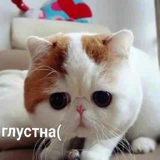 🐈