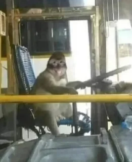 🐒