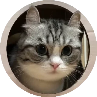 😺