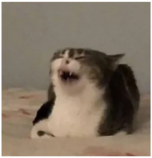 😹