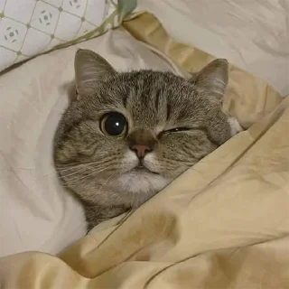 🐈