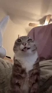 🤩