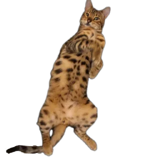 🐱