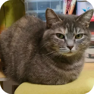 🐱