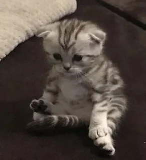🤍