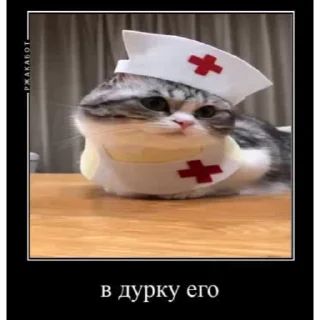 🐱