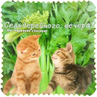 🐱