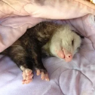 😴