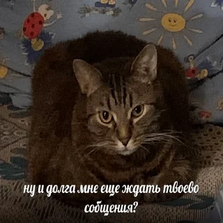 😸