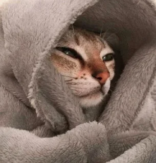 🐱