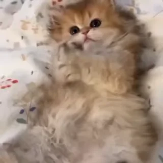 🌟