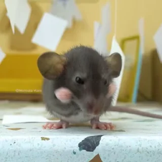 🌟