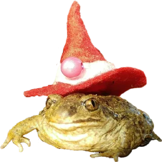 👒