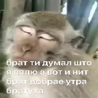 🐵