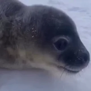 🦭