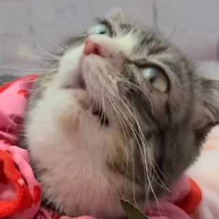 🤧