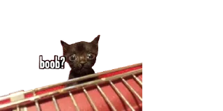 🐈