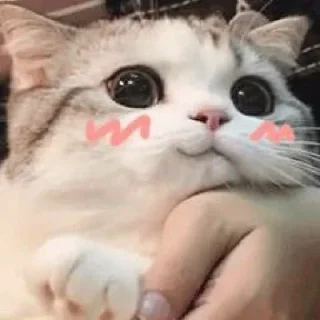 🌚
