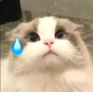 😿
