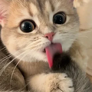 🐈