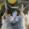 коты ишачат на заводе