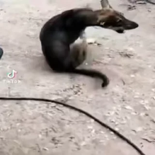 😡