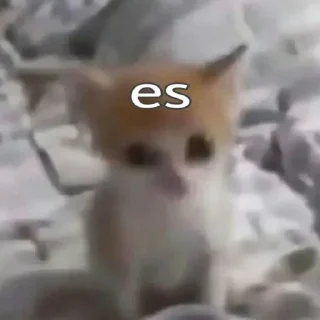 🐱