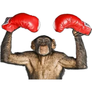🥊
