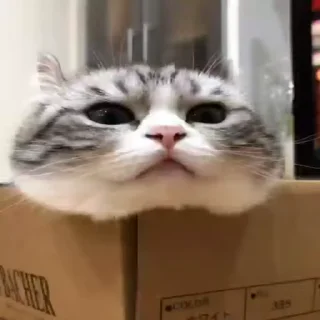 🐈‍⬛