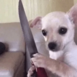 🐕
