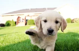 🐶