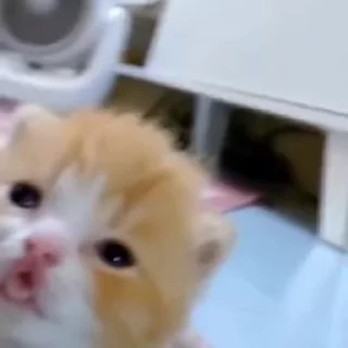 🌟