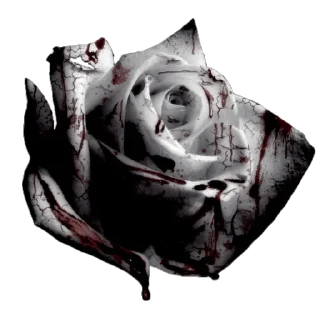 🌹