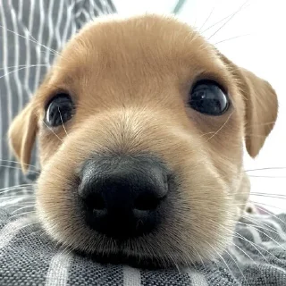 🥺