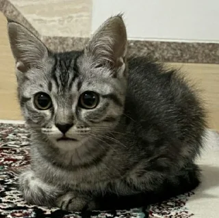 😺