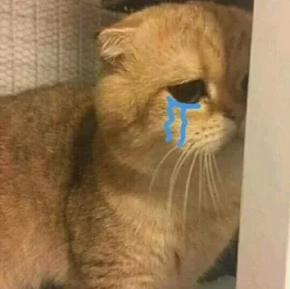😺