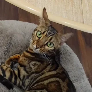 🤩