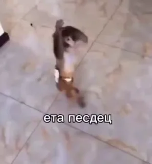 🌟
