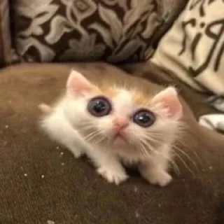 🐱